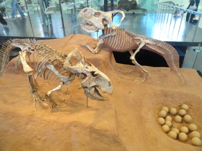 Protoceratops andrewsi Exhibit in the American Museum of Natural History