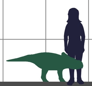 Approximate size of Protoceratops